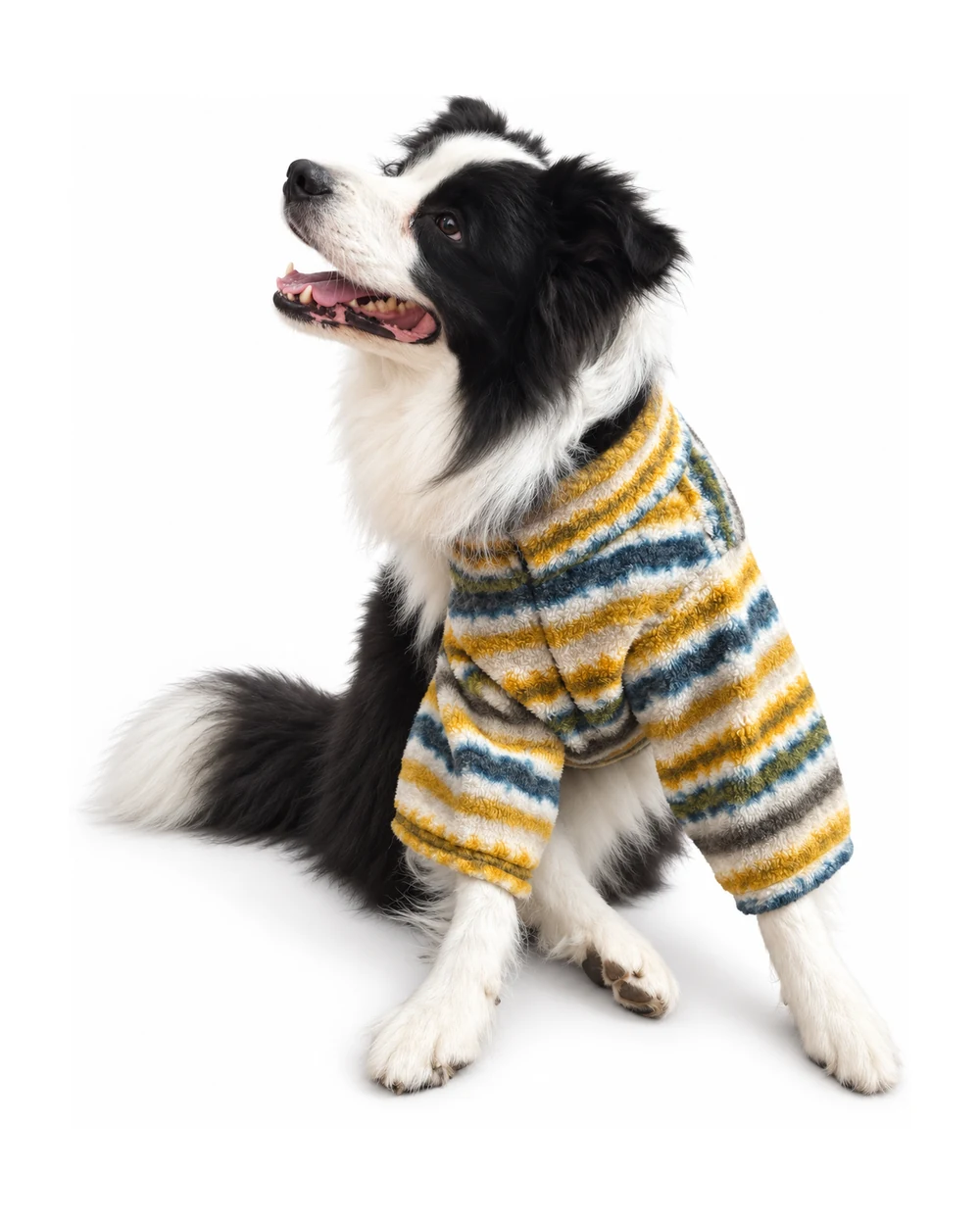 Border Collie wearing AVERUNE striped fleece dog sweater