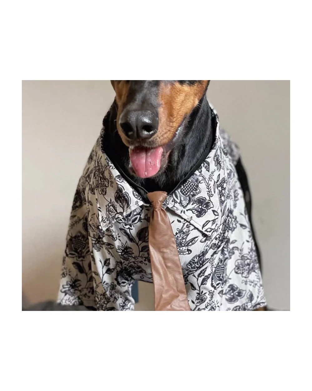 Dog wearing AVERUNE vintage floral dog shirt